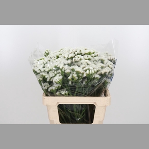 Limonium S - Wh Starl Wings