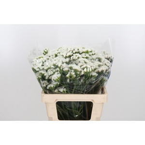 Limonium S - Wh Starl Wings