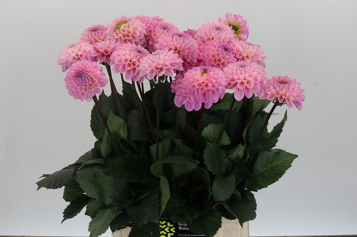 <h4>Dahlia Wizard of Oz</h4>