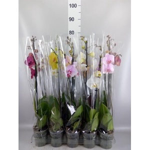 Phalaenopsis   ...mix  5