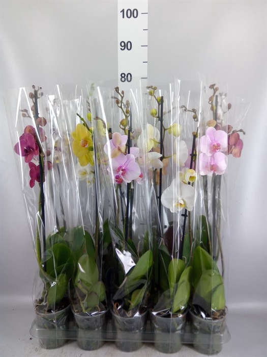 <h4>Phalaenopsis   ...mix  5</h4>