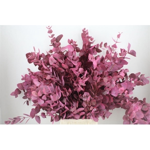 Euca Cinerea Rosa Pesco 150gr P Bunch