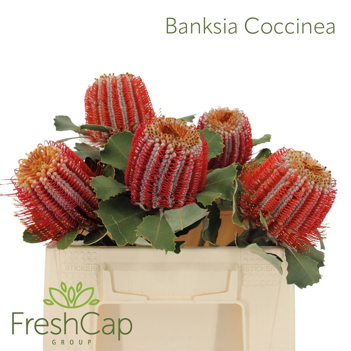 <h4>Banksia Coccinea</h4>