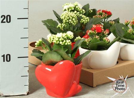 <h4>Arr Kamerpl</h4>