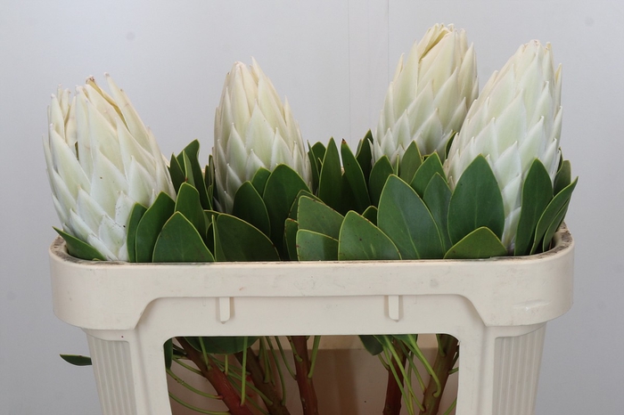 Protea Cyn. Ayoba Arctic Ice