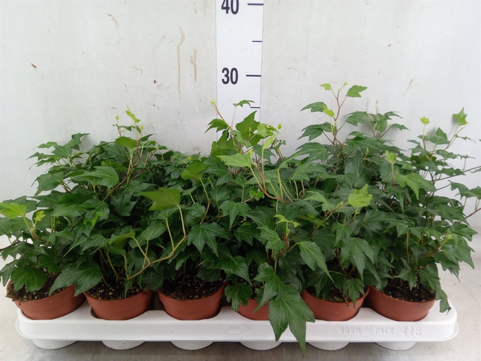 <h4>Hedera helix 'Green Ripple'</h4>