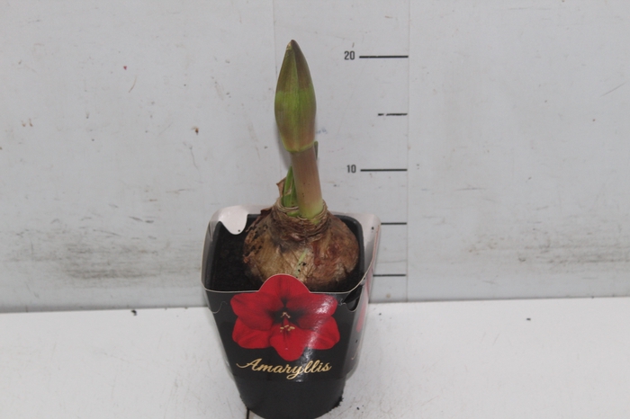 <h4>AMARYLLIS P14 VERMELHO MIN 2 HT</h4>