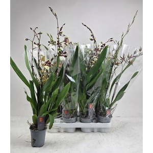 ORCHIDEEEN GEM