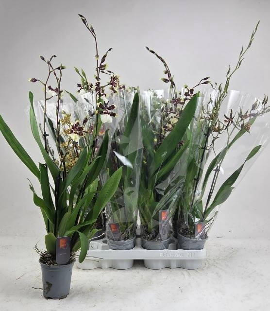 <h4>ORCHIDEEEN GEM</h4>