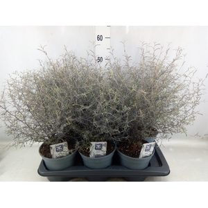 Corokia virgata 'Maori Silver'