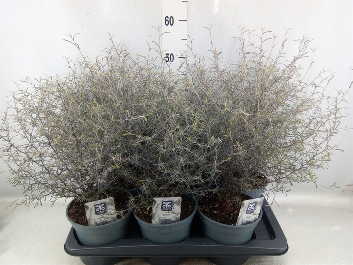 Corokia virgata 'Maori Silver'