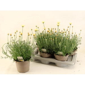 RHODAN H ZAGORA YELL