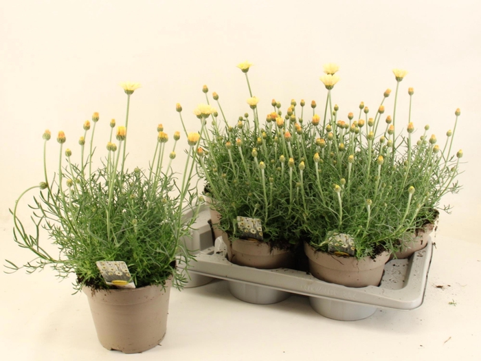 <h4>RHODAN H ZAGORA YELL</h4>