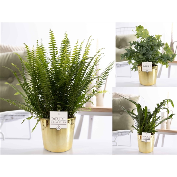 <h4>Varens gemengd in P&PURE Laryssa ceramics shiny gold</h4>