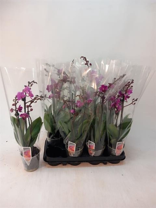 <h4>Phalaenopsis Multi paars</h4>