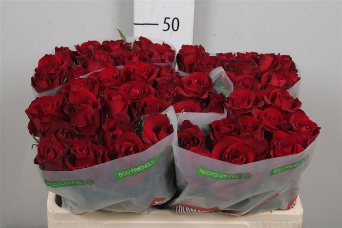 <h4>R Gr Ever Red</h4>