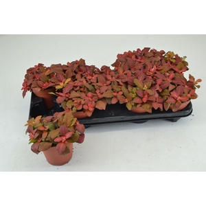 Fittonia