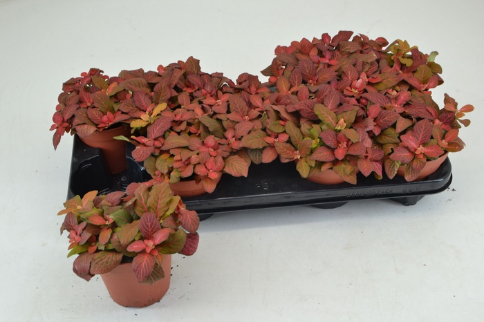 <h4>Fittonia</h4>