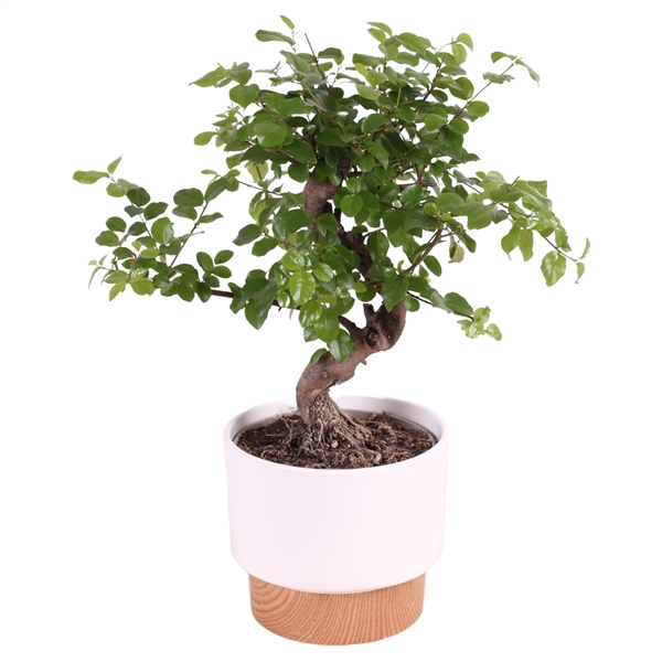 <h4>Bonsai Mixed S-Shape ø12cm in ø13cm Crispy Clean Nº369</h4>