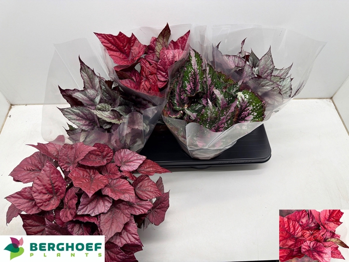 <h4>BEG BEL GEM</h4>