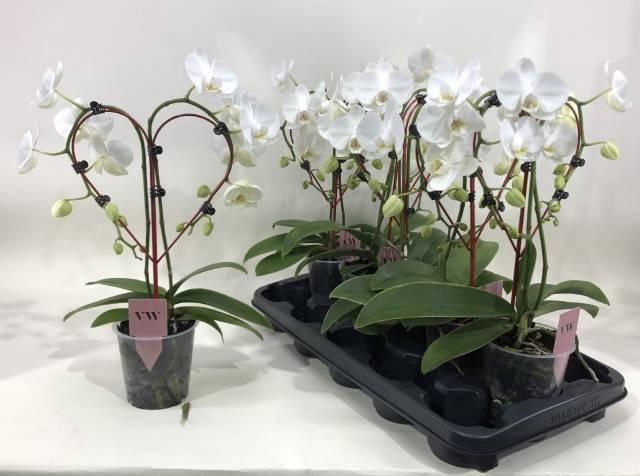 <h4>PHAL OV WIT</h4>