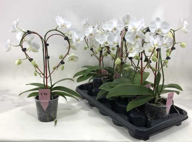 <h4>PHAL AN LEEDS</h4>