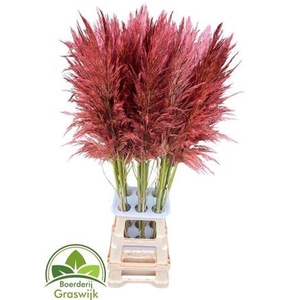 Corta Selloan Klb Rood