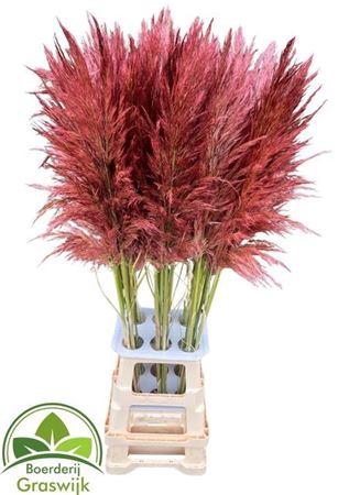 <h4>Corta Selloan Klb Rood</h4>