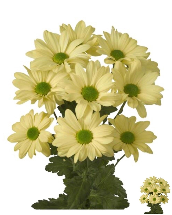 <h4>CHR T KENNEDY CREAM</h4>