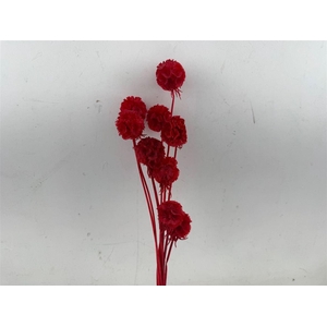 Pres Scabiosa 10pc Red Bunch