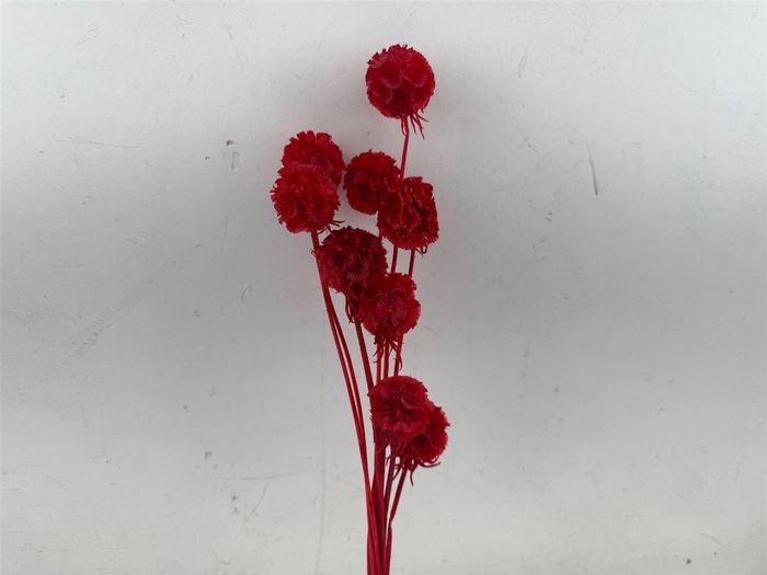 <h4>Pres Scabiosa 10pc Red Bunch</h4>