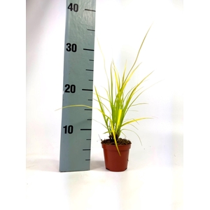 CARE OS EVCOL EVERIL