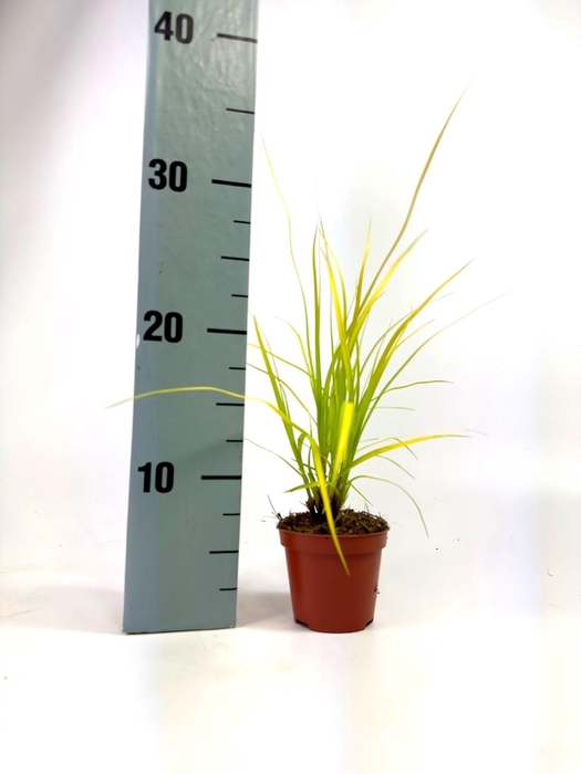 <h4>CARE OS EVCOL EVERIL</h4>