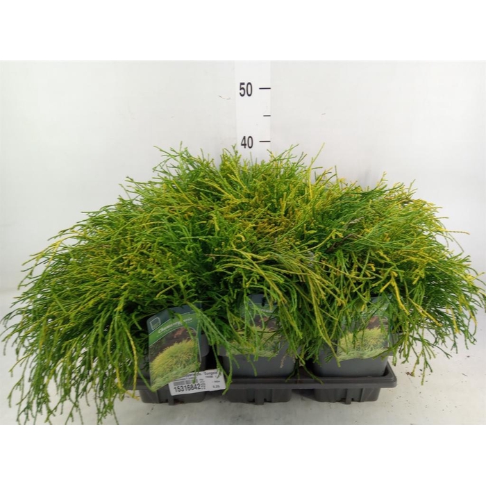 <h4>Chamaecyparis pis. 'Sungold'</h4>