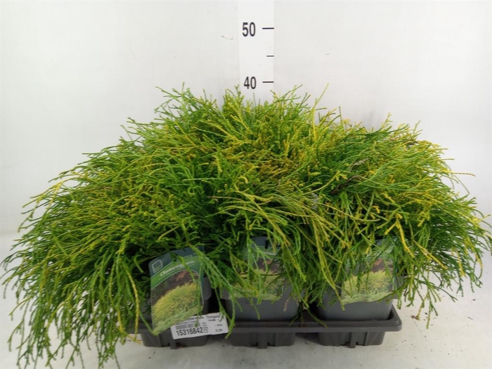 Chamaecyparis pis. 'Sungold'