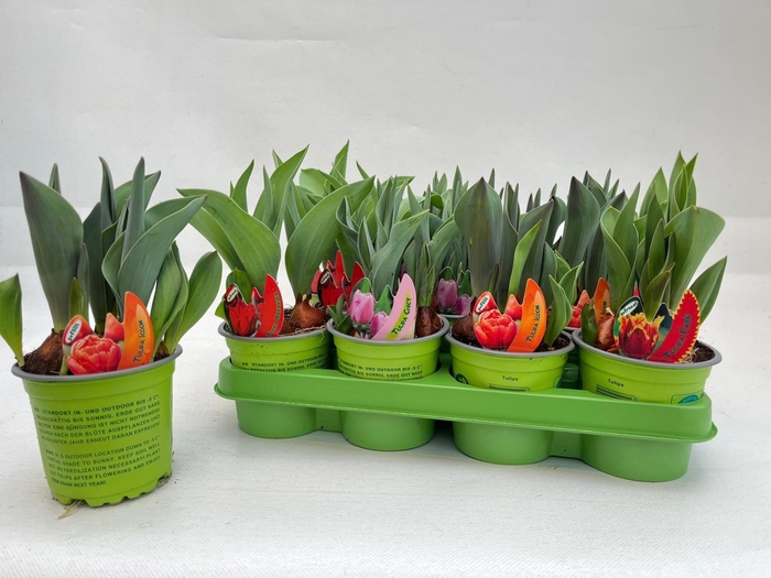 <h4>TUL GEM 4 KLEUREN</h4>