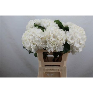 Hyd Verena White