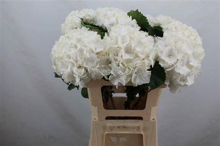 <h4>Hyd Verena White</h4>
