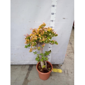 Crassula ovata 'Sunset'