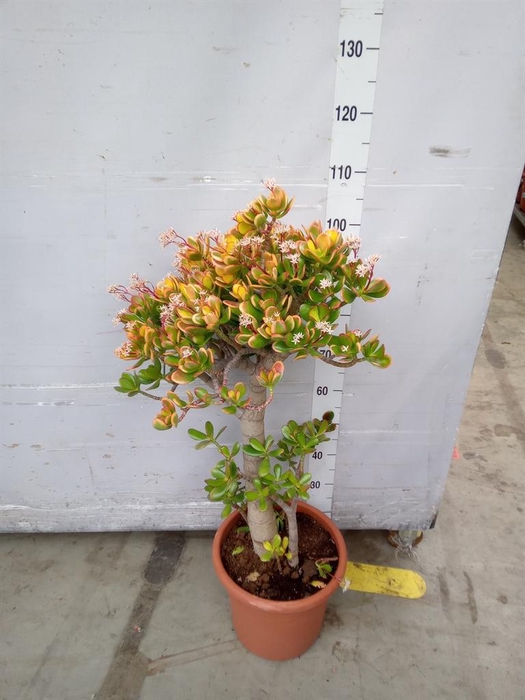 <h4>Crassula ovata 'Sunset'</h4>