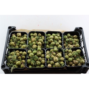 Sierfruit Cupressus Green X8