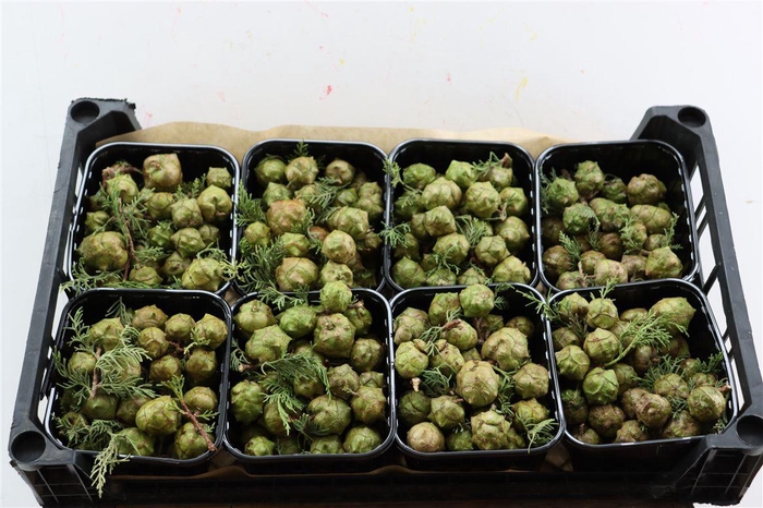 <h4>Sierfruit Cupressus Green X8</h4>