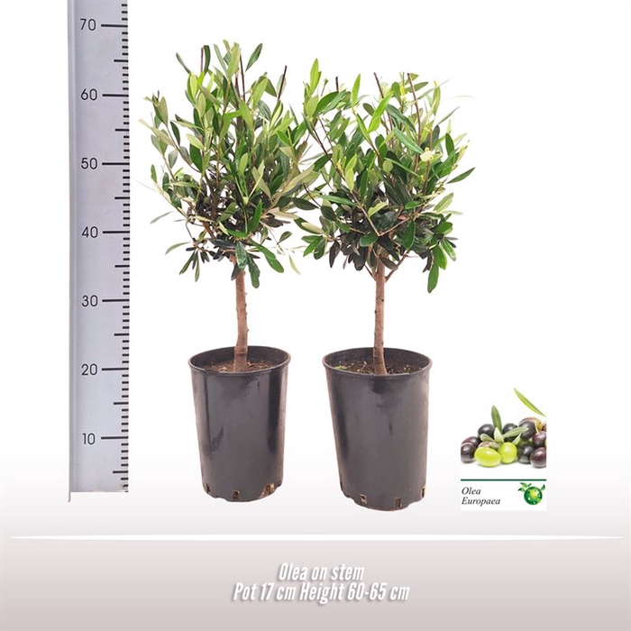 <h4>Olea op stam</h4>