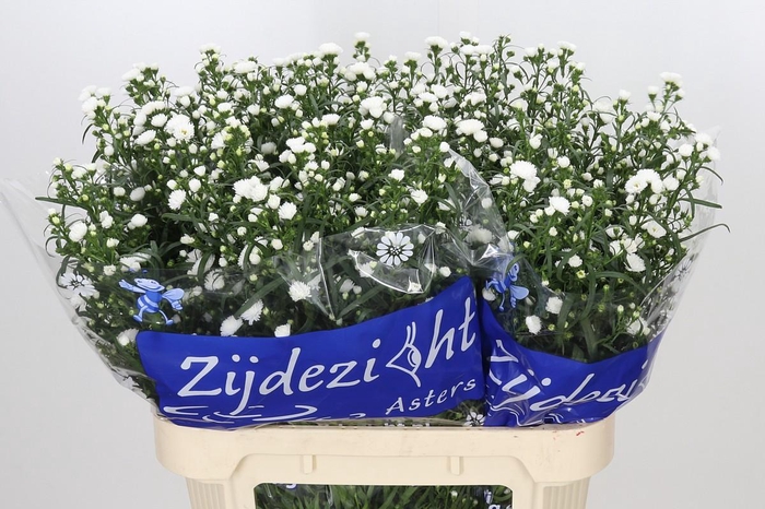 <h4>Aster Cassy</h4>