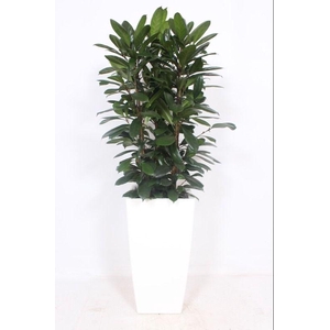Ficus Cyathistipula in Piza pot 
