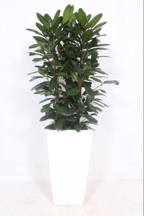 <h4>Ficus Cyathistipula in Piza pot "wit"</h4>