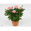 Rosa  'Classic Star'