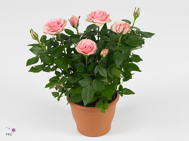 Rosa  'Classic Star'
