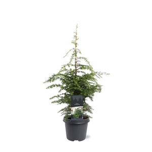 Tsuga canadensis