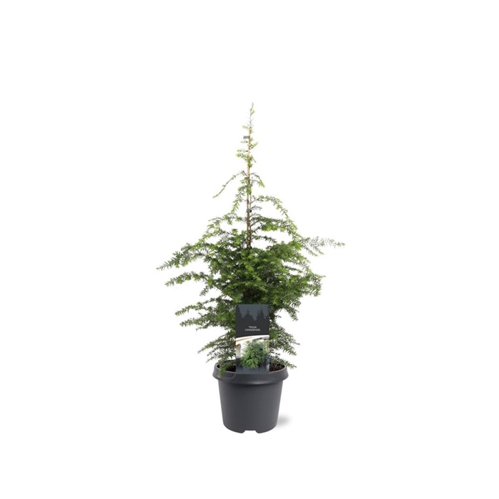 <h4>Tsuga canadensis</h4>